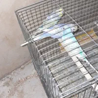 رنگین کمانی مرغ عشق