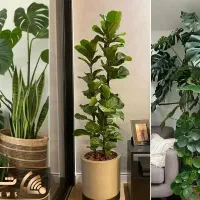 خدمات باغبانی گلکاری باغچه کاری تعویض خاک گلدون|خدمات باغبانی و درختکاری|کرج, گلشهر|دیوار