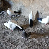 کبوتر دم رنگی همه رقم|پرنده|مرند, |دیوار