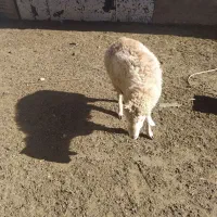 توغلی نر دامازیق|حیوانات مزرعه|سرعین, |دیوار