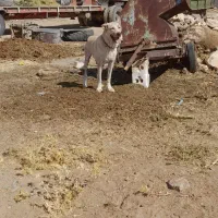 سگ ماده سراب