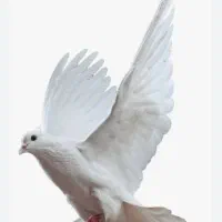 گمشدیه عددسارتوپی نارجی