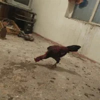 جوجه خروس و مرغ لاری