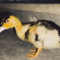 اردک اسرائیلی