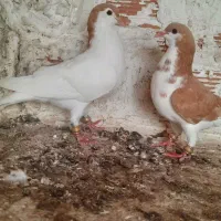 کفتر