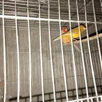 جفت قناری گلستر بارنگ کمیاب|پرنده|بم, |دیوار