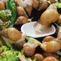 حلزون اچاتینا