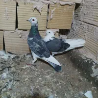 کفتر جفتگاه سار سوسکی کله سفید سرخ کاکلی|پرنده|تربت‌حیدریه, رضاشهر|دیوار