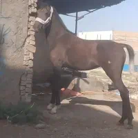 فروشی کره مادیون عرب ۱۸ماه