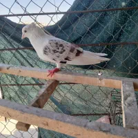 کبوتر دوکتی نر هستش