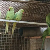 طوطی ملنگوی مولد