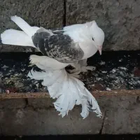 چند جفت کبوتر|پرنده|بم, |دیوار