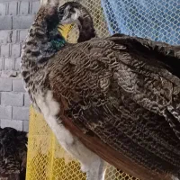 طاووس