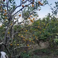 فروش نارنگی انشوونارنگی یافا|خوردنی و آشامیدنی|مرزیکلا, |دیوار