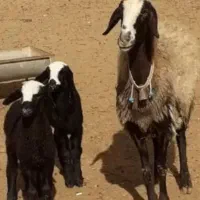 ویکی پدیا treoie گوسفند بره قـ. ــزوین