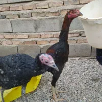 جوجه خروس لاری و مرغ