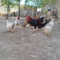 فروش مرغ و خروس محلی|حیوانات مزرعه|خواجه, |دیوار