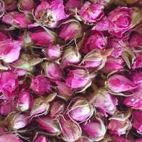 غنچه گل محمدی