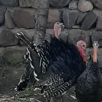 بوقلمون