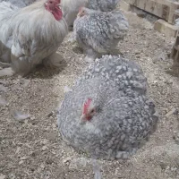 جوجه کوشین|حیوانات مزرعه|یزد, |دیوار