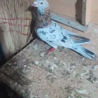 کبوتر