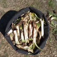 کنگر تازه همین الان