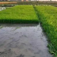 بذر شالی فجر سوزنی آماده