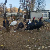 بوقلمون محلی|حیوانات مزرعه|بانه, |دیوار