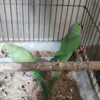 طوطی ملنگو|پرنده|اردبیل, |دیوار