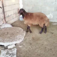 بره قوچ همو