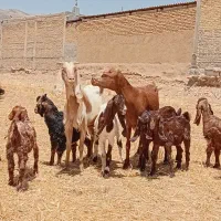 ۵راس کولاربزاسرائیلی چندقلوزاکهردارودوبارهابستن