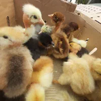 اردک یکروزه وصغیر جوجه محلی گلپایگان)رنگی/بلدرچین|حیوانات مزرعه|رشت, آزادگان|دیوار