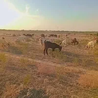 بزغاله|حیوانات مزرعه|انبارآلوم, |دیوار