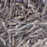 ماهی متوتا|ماهی|جهرم, |دیوار