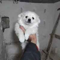 توله پامر روباهی|سگ|بجنورد, |دیوار