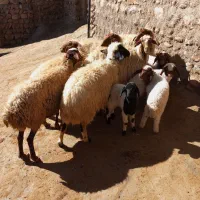 گوسفند(میش بره)