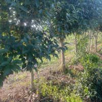 فروش ویژه انواع یاس و برگ نو با قیمت مناسب|گل و گیاه طبیعی|رودسر, |دیوار