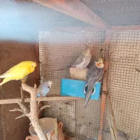 مرغ عشق انگلیسی A.عروس هلندی