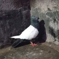 کبوتر|پرنده|قوچان, |دیوار