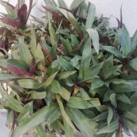 گل طبیعی|گل مصنوعی|فسا, |دیوار