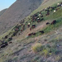 ۱۰۰ راس بره نر