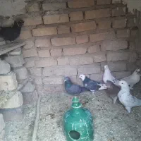 کبوتر|پرنده|زنجان, |دیوار