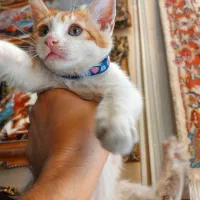 بچه گربه چشم آبی‌ رایگان ازشیر باز شده غذا میخوره