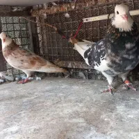 کبوتر