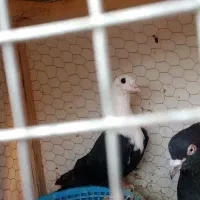 دوتا خوشگل|پرنده|نیشابور, مازول|دیوار