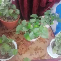 گل پتوس|گل و گیاه طبیعی|هشتگرد, فاز ۷ مهستان|دیوار