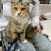 دامپزشک تخصوصی ( سگ و گربه و پرنده) با۱۰ سال سابقه