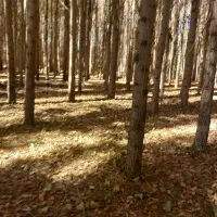 خرید انواع چوب و درخت