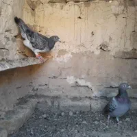 سلام کبوتر سبز