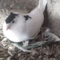 کفتر طوقی|پرنده|خان ببین, |دیوار